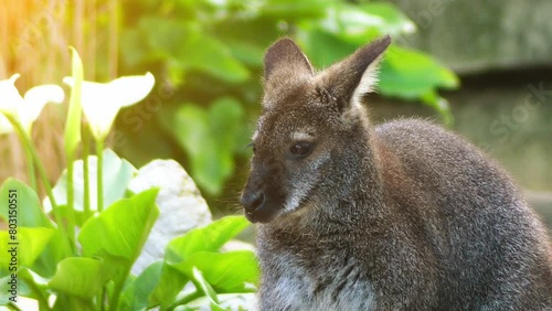 Parma wallaby (Macropus parma) photo