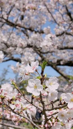 満開の桜（福岡市舞鶴公園）