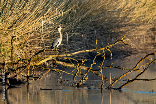 A Heron at a River