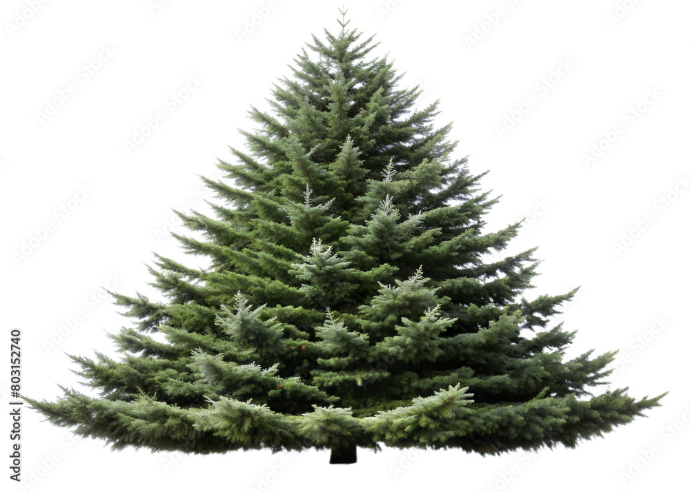 Douglas Fir Tree isolated on white background with alpha clipping mask