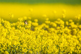 A whinchat in a yellow Canola field	