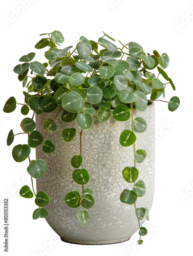 Potted Plant With Green Leaves on White Background photo