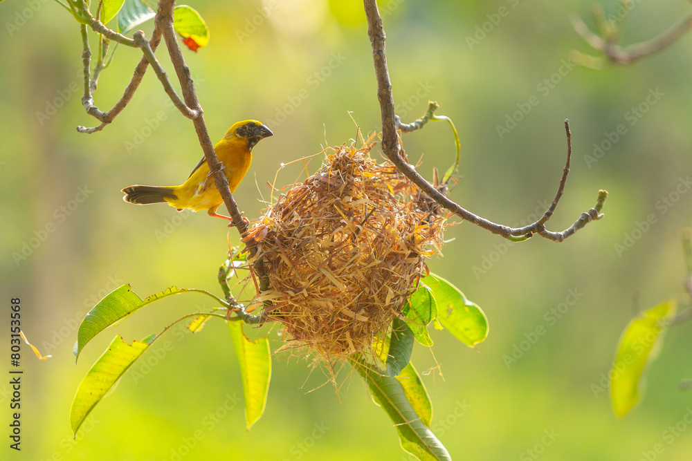 Tiny Asian yellow warbler bird building the nest by pulling twigs together in the morning. Tiny Asian yellow warbler bird building the nest by pulling twigs together in the morning.