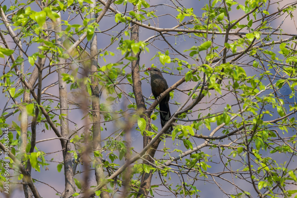 Sirkeer malkoha or Sirkeer cuckoo (Taccocua leschenaultii) at Ajodhya Hills, Purulia, India. Sirkeer malkoha or Sirkeer cuckoo (Taccocua leschenaultii) at Ajodhya Hills, Purulia, India.
