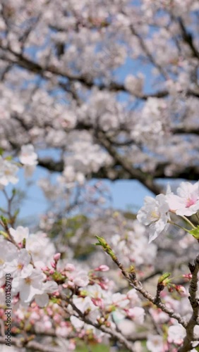 満開の桜（福岡市舞鶴公園）
