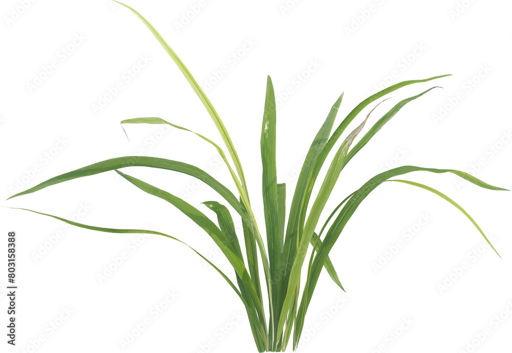Side view of forest grass Side view of forest grass