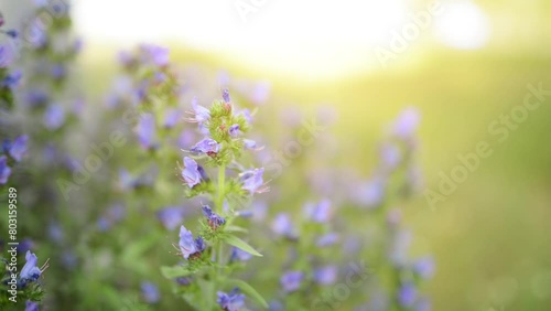 Echium vulgare — known as viper's bugloss and blueweed — is species of flowering plant in borage family Boraginaceae. It is toxic to horses through accumulation of pyrrolizidine alkaloids in liver. photo