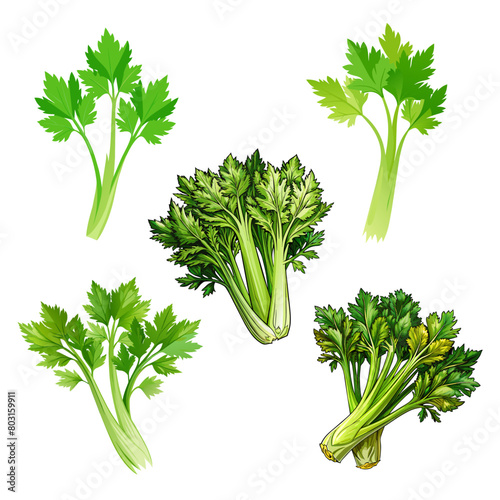 Nature organic vegetable Celery, healthy vector colorful food vegetable spice ingredient