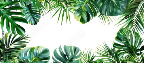 Tropical green palm leaves and jungle foliage pattern isolated on a white background  with space for text or design.