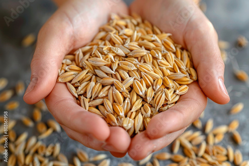 Wheat grains in the hands of women for Jewish holiday Shavuot, for Harvest.  photo