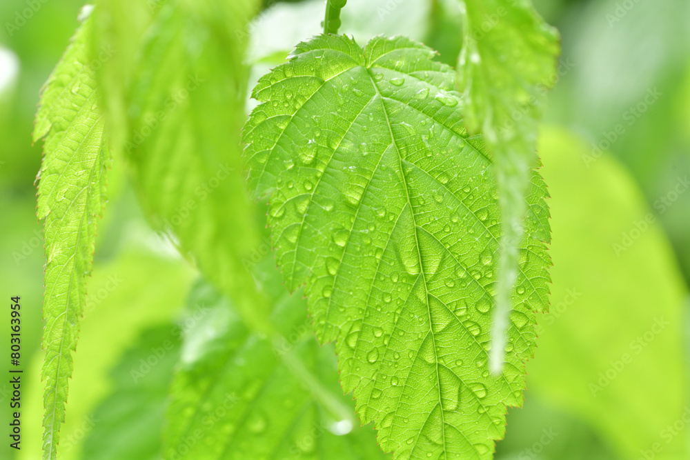 春の植物と雨粒 春の植物と雨粒