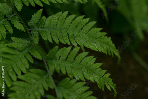 春の植物と雨粒