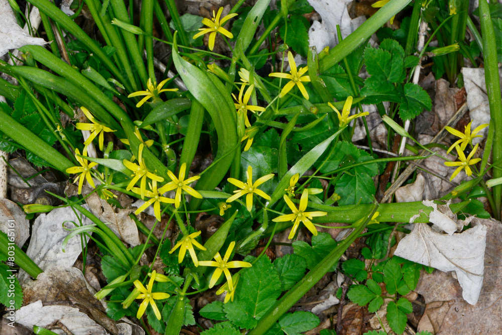 Gelbstern, Wiesen-Gelbstern,  Gagea pratensis