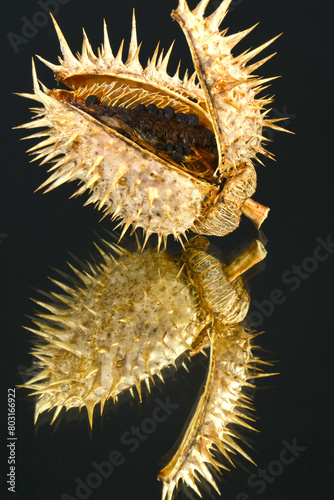 Stechapfel,  Datura stramonium photo