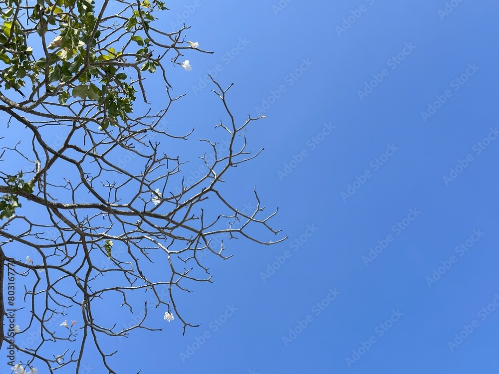 branches against sky branches against sky