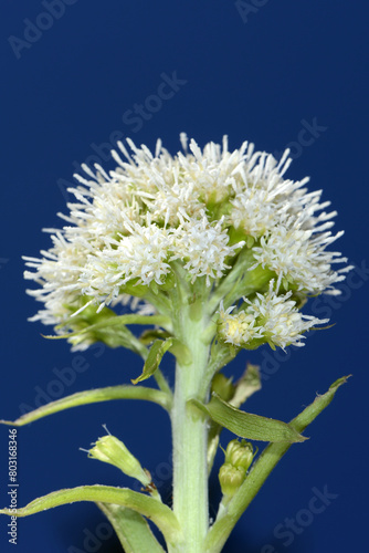 Weiße Pestwurz,  Petasites albus photo