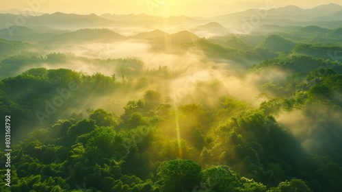 A beautiful sunrise landscape of Danongdafu Forest Park  birds eye view use the drone in morning bright sunlight