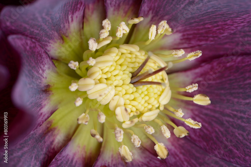 Christrose, Helleborus niger photo