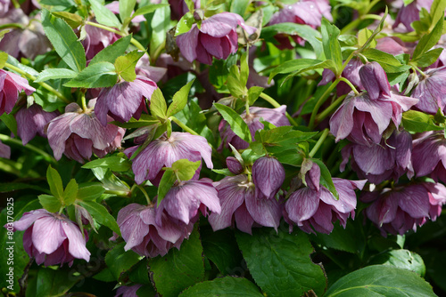 Christrose, Helleborus niger photo