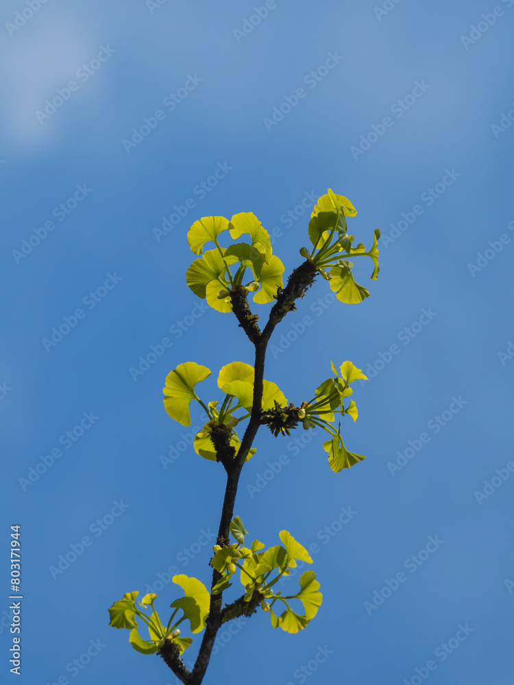 Ast mit jungen Blättern des Gingko Baum Ast mit jungen Blättern des Gingko Baum