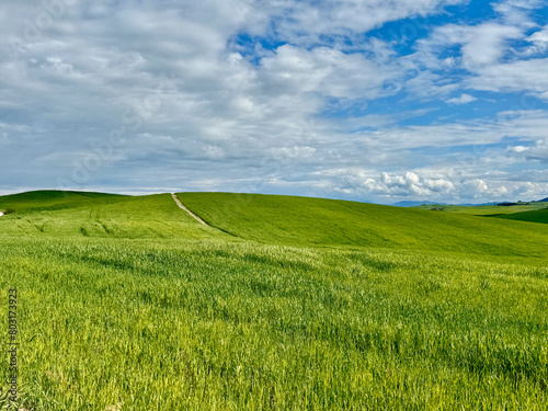 A lush green fields under a clear blue sky, Tuscany hills, Italy.