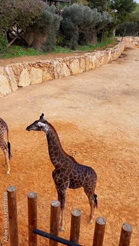 Two giraffes in the Jerusalem Biblical Zoo top view