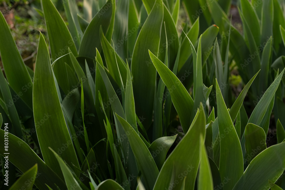 Fototapeta premium close up of green grass