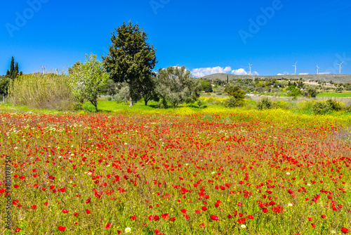 red poppy meadow in Alacati  Cesme  Izmir province  Turkey 