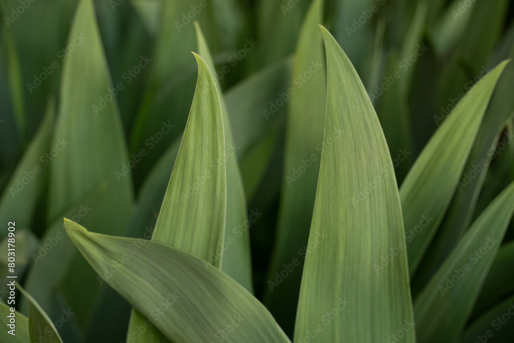 close up of green grass close up of green grass