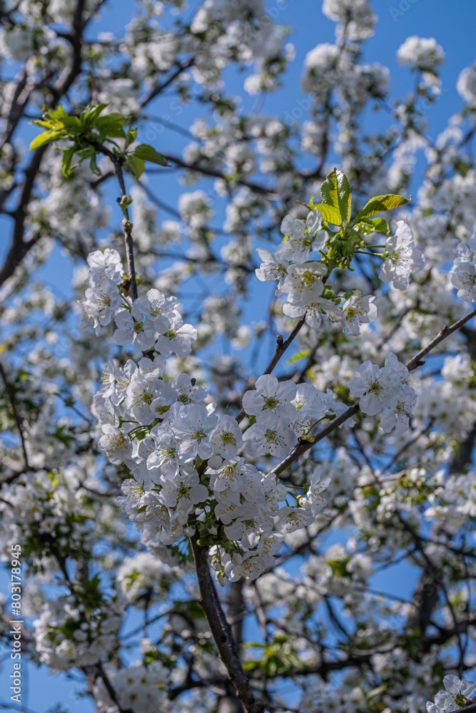 blossoming tree blossoming tree