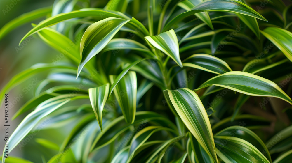 Fototapeta premium Close-Up of Vibrant Dracaena Leaves in Natural Indoor Light