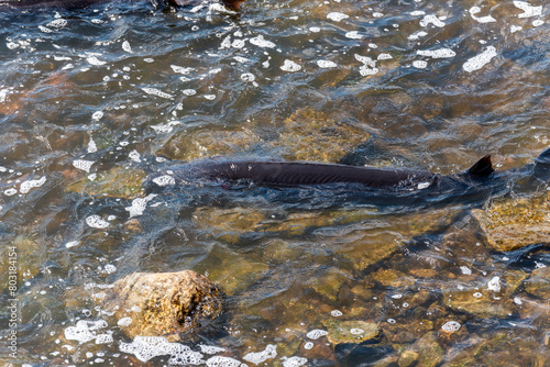 Strugeon Spawning In Spring At The Fox River Dam And Rapids In De Pere, Wisconsin