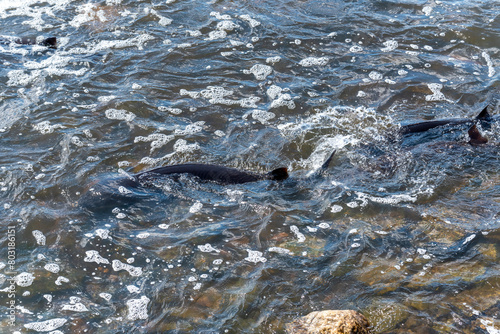 Strugeon Spawning In Spring At The Fox River Dam And Rapids In De Pere, Wisconsin