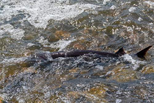 Strugeon Spawning In Spring At The Fox River Dam And Rapids In De Pere, Wisconsin