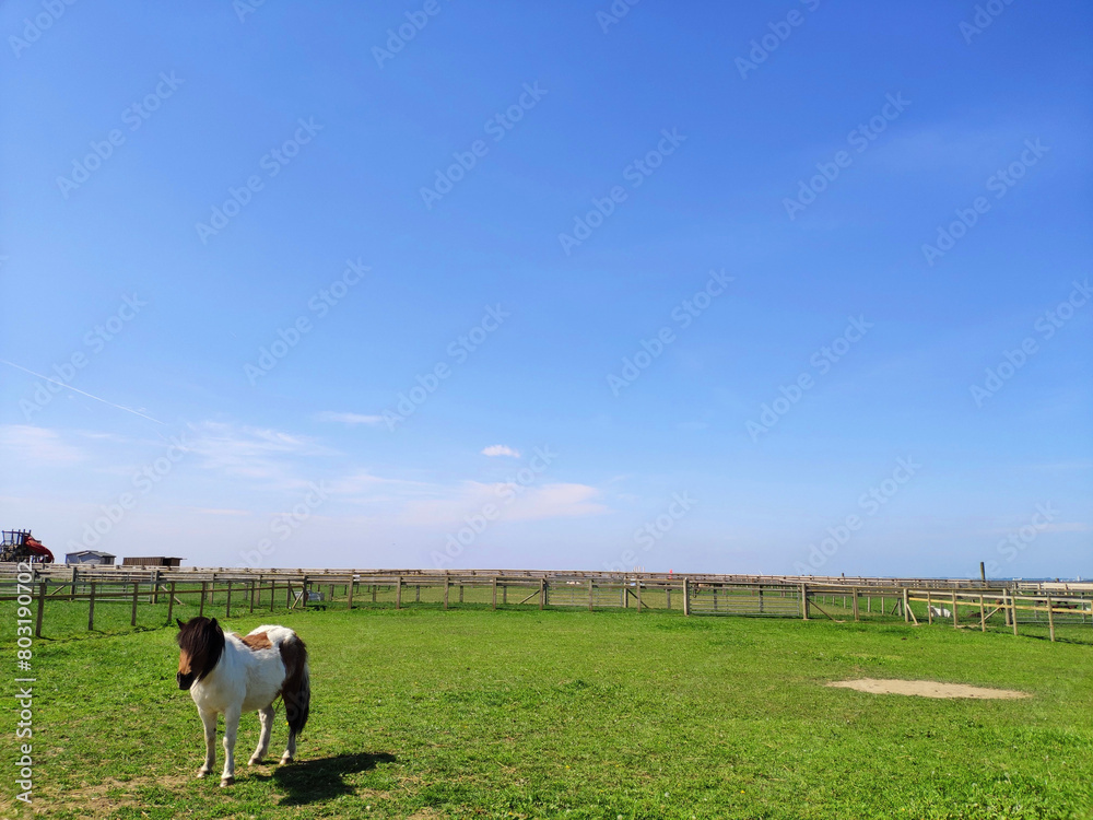 Obraz premium Animal farm in Leicester, UK, green lawn, blue sky and white clouds, pasture railings, animals playing freely and happily