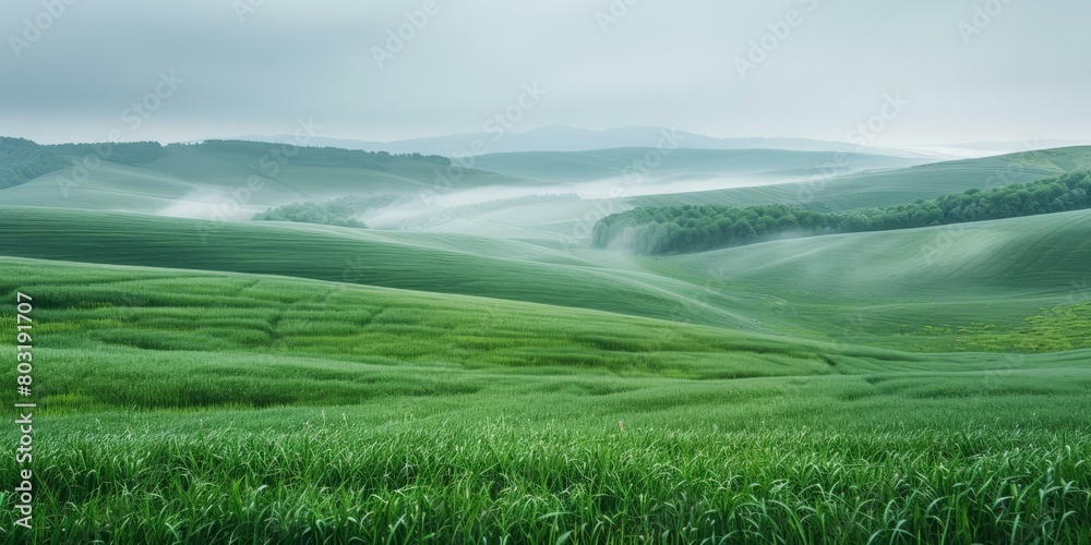 Green rolling hills landscape with morning fog