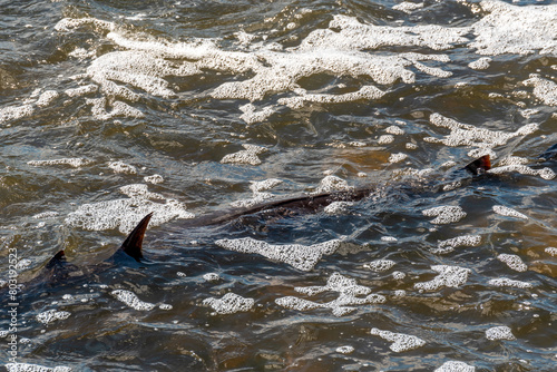 Strugeon Spawning In Spring At The Fox River Dam And Rapids In De Pere, Wisconsin