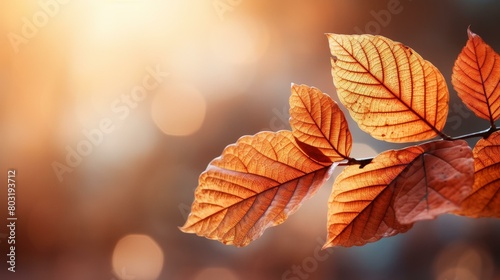 Close-up of brown and orange autumn leaves with blurred background