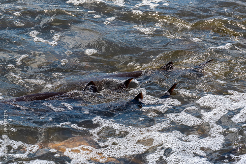 Strugeon Spawning In Spring At The Fox River Dam And Rapids In De Pere, Wisconsin