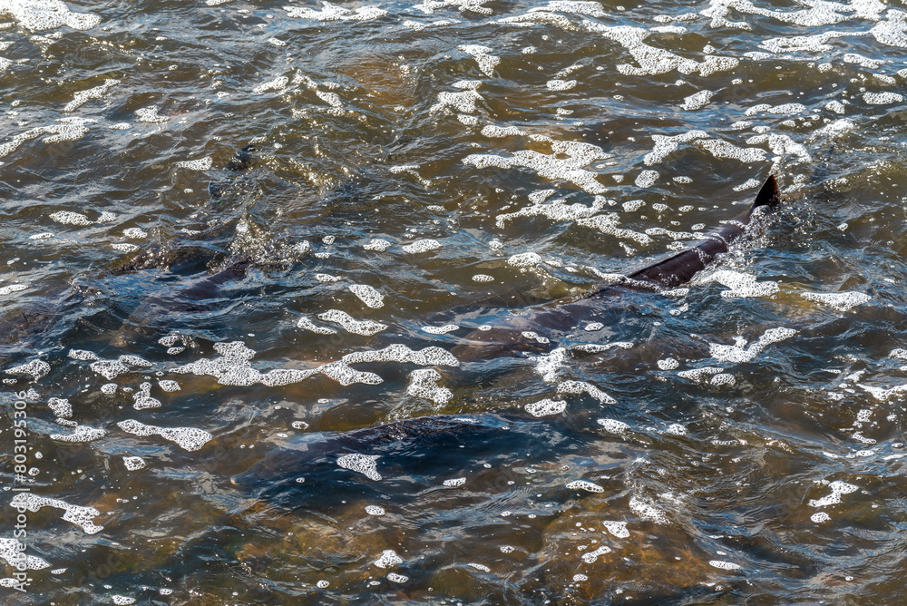 Strugeon Spawning In Spring At The Fox River Dam And Rapids In De Pere, Wisconsin