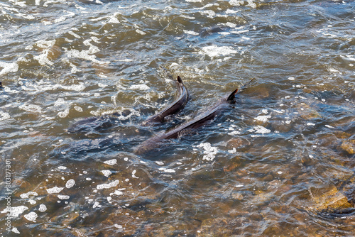 Strugeon Spawning In Spring At The Fox River Dam And Rapids In De Pere, Wisconsin
