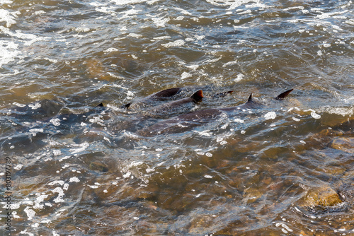 Strugeon Spawning In Spring At The Fox River Dam And Rapids In De Pere, Wisconsin