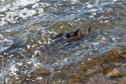 Strugeon Spawning In Spring At The Fox River Dam And Rapids In De Pere, Wisconsin