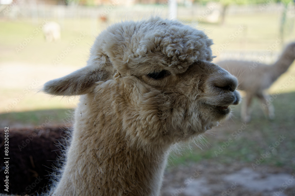Obraz premium close up of alpaca with natural background
