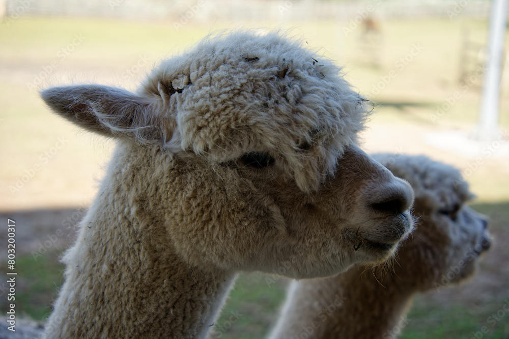 close up of alpaca with natural background close up of alpaca with natural background