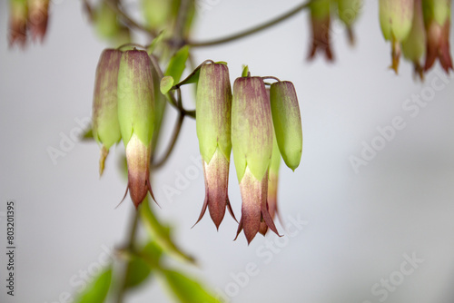 Closeup of flowers of cathedral bells flowers. (Bryophyllum pinnatum). A Succulent Plant Species of the Crassulaceae Family in the Order Saxifragales. photo