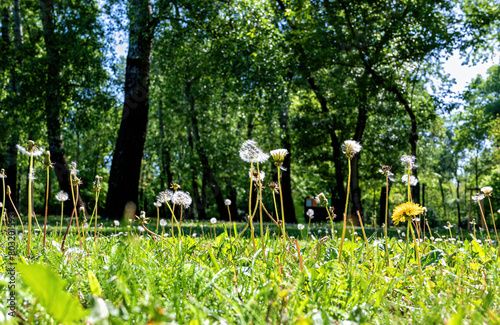 Spring meadow with flowering dandelions (blowball)  in the riparian bath (Aubad) of Tulln near the river Danube , Austria