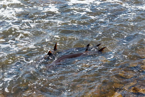 Strugeon Spawning In Spring At The Fox River Dam And Rapids In De Pere, Wisconsin