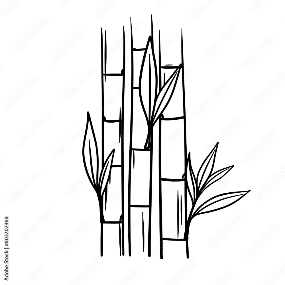 Fototapeta premium Bamboo tree line art