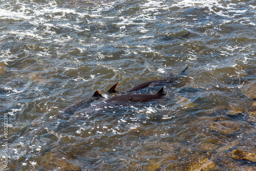 Strugeon Spawning In Spring At The Fox River Dam And Rapids In De Pere, Wisconsin